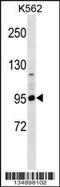 CNR1 antibody, 58-269, ProSci, Western Blot image 