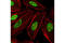 RB Binding Protein 7, Chromatin Remodeling Factor antibody, 6882S, Cell Signaling Technology, Immunocytochemistry image 