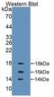 Interleukin 15 antibody, LS-C294840, Lifespan Biosciences, Western Blot image 