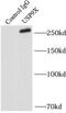 Ubiquitin Specific Peptidase 9 X-Linked antibody, FNab09344, FineTest, Immunoprecipitation image 