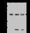 Microtubule Associated Protein 7 antibody, 204051-T46, Sino Biological, Western Blot image 