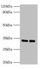Spermidine Synthase antibody, CSB-PA01115A0Rb, Cusabio, Western Blot image 
