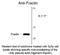 Fractin antibody, NBP2-29504, Novus Biologicals, Western Blot image 