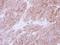 UDP-Glucose Pyrophosphorylase 2 antibody, NBP1-32676, Novus Biologicals, Immunohistochemistry frozen image 