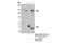 Kinesin Family Member 11 antibody, 14404S, Cell Signaling Technology, Immunoprecipitation image 