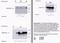Protein Phosphatase 2 Regulatory Subunit B'Alpha antibody, orb108623, Biorbyt, Immunoprecipitation image 