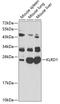 KLRD1 antibody, GTX32509, GeneTex, Western Blot image 