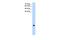 Transmembrane protein 75 antibody, PA5-69350, Invitrogen Antibodies, Western Blot image 