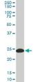 Tyrosine 3-Monooxygenase/Tryptophan 5-Monooxygenase Activation Protein Gamma antibody, H00007532-M02, Novus Biologicals, Western Blot image 