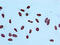 Histone Cluster 4 H4 antibody, LS-C675336, Lifespan Biosciences, Immunocytochemistry image 