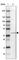 Mitogen-Activated Protein Kinase 1 antibody, HPA030069, Atlas Antibodies, Western Blot image 