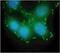 Protein Tyrosine Kinase 2 antibody, 44-625G, Invitrogen Antibodies, Immunofluorescence image 