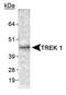 Potassium channel subfamily K member 2 antibody, TA301657, Origene, Western Blot image 