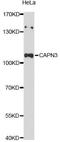 Calpain 3 antibody, LS-C747443, Lifespan Biosciences, Western Blot image 
