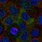 SH2 and PH domain-containing adapter protein APS antibody, HPA051131, Atlas Antibodies, Immunofluorescence image 