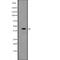 TATA-Box Binding Protein Associated Factor 7 Like antibody, abx148867, Abbexa, Western Blot image 