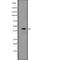 Transcription initiation factor TFIID subunit 7-like antibody, abx148867, Abbexa, Western Blot image 