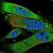 Sperm Mitochondria Associated Cysteine Rich Protein antibody, NBP1-81252, Novus Biologicals, Immunofluorescence image 