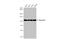 Nucleolin antibody, GTX132891, GeneTex, Western Blot image 