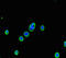 Autophagy Related 5 antibody, A64172-100, Epigentek, Immunofluorescence image 