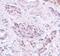 Autophagy Related 3 antibody, PA5-20997, Invitrogen Antibodies, Immunohistochemistry frozen image 