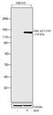 c-met antibody, 710792, Invitrogen Antibodies, Western Blot image 