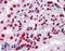 H1 Histone Family Member 0 antibody, LS-B4038, Lifespan Biosciences, Immunohistochemistry frozen image 