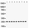 Peroxiredoxin 3 antibody, PB9349, Boster Biological Technology, Western Blot image 