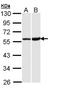 Opioid Receptor Kappa 1 antibody, NBP2-17015, Novus Biologicals, Western Blot image 