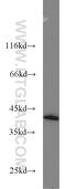 Death Associated Protein 3 antibody, 10276-1-AP, Proteintech Group, Western Blot image 