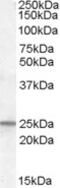 Progesterone Receptor Membrane Component 1 antibody, MBS420498, MyBioSource, Western Blot image 