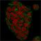 Junction Plakoglobin antibody, GTX34752, GeneTex, Immunocytochemistry image 