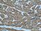 Actin Alpha Cardiac Muscle 1 antibody, 23082-1-AP, Proteintech Group, Immunohistochemistry paraffin image 