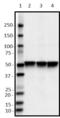 Transcription Factor EB antibody, 852002, BioLegend, Western Blot image 