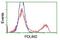 PDZ And LIM Domain 2 antibody, NBP2-00619, Novus Biologicals, Flow Cytometry image 