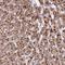 Zinc Finger Protein 596 antibody, HPA055463, Atlas Antibodies, Immunohistochemistry frozen image 