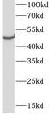 CD1a Molecule antibody, FNab01435, FineTest, Western Blot image 