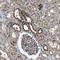 CREB Regulated Transcription Coactivator 1 antibody, NBP1-89865, Novus Biologicals, Immunohistochemistry frozen image 