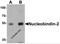 Nucleobindin 2 antibody, 7271, ProSci Inc, Western Blot image 