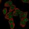 Homeobox D9 antibody, HPA068683, Atlas Antibodies, Immunocytochemistry image 