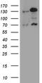 RAD21 Cohesin Complex Component antibody, TA811186, Origene, Western Blot image 