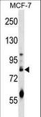 Germ Cell Nuclear Acidic Peptidase antibody, LS-C155968, Lifespan Biosciences, Western Blot image 