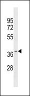 Olfactory Receptor Family 11 Subfamily A Member 1 antibody, LS-C158010, Lifespan Biosciences, Western Blot image 