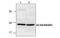 ABAD antibody, MBS837616, MyBioSource, Western Blot image 