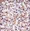 HIV-1 Tat Interactive Protein 2 antibody, LS-C165078, Lifespan Biosciences, Immunohistochemistry frozen image 