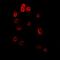 Stomatin antibody, abx141846, Abbexa, Western Blot image 