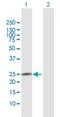 Interleukin 22 antibody, H00050616-D01P, Novus Biologicals, Western Blot image 