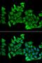 Rho-related GTP-binding protein RhoH antibody, LS-C334657, Lifespan Biosciences, Immunofluorescence image 