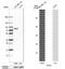 Glycogenin 2 antibody, NBP2-39032, Novus Biologicals, Western Blot image 