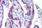 STT3 Oligosaccharyltransferase Complex Catalytic Subunit A antibody, MBS246356, MyBioSource, Immunohistochemistry frozen image 